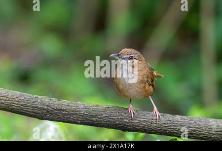 Buxa Tiger Reserve, Westbengalen, Indien. Abbotts Babbler, Malacocinca abbotti, gefährdet Stockfoto