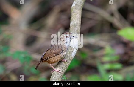 Buxa Tiger Reserve, Westbengalen, Indien. Abbotts Babbler, Malacocinca abbotti, gefährdet Stockfoto