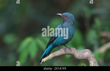 Buxa Tiger Reserve, Westbengalen, Indien. Asiatische Fee-Bluebird, weiblich, Irena puella Stockfoto