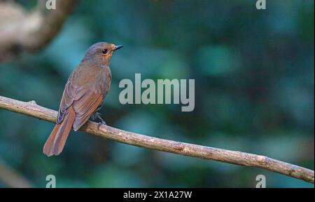 Buxa Tiger Reserve, Westbengalen, Indien. Large Niltava, Female, Niltava grandis Stockfoto