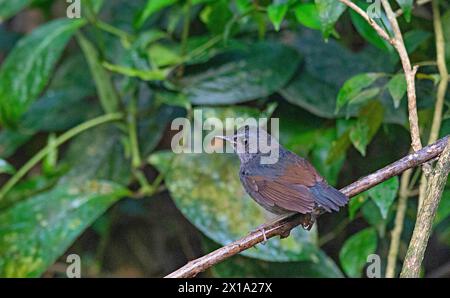 Buxa Tiger Reserve, Westbengalen, Indien. Kleinere Kurzschlüsse, Brachypteryx leucophrys Stockfoto