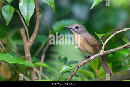 Buxa Tiger Reserve, Westbengalen, Indien. Blauer Fliegenfänger, Cyornis poliogenys Stockfoto