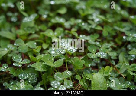 Grüne Kleeblätter mit Tautropfen nach Regen im Wald Stockfoto