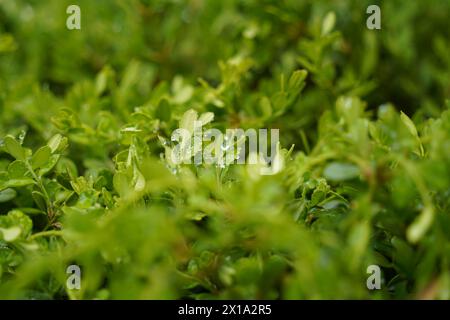 Grüne Blätter mit Wassertropfen nach dem Regen, Nahaufnahme. Stockfoto