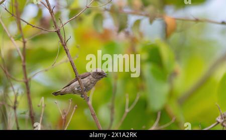 Koyna Wildlife Sanctuary, Satara, Maharashtra, Indien. Dickschnabel-Blumenspecht, Dicaeum agile Stockfoto