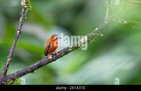 Changthang East Sikkim, Indien. Weißbrauen Piculet, Sasia ochracea Stockfoto