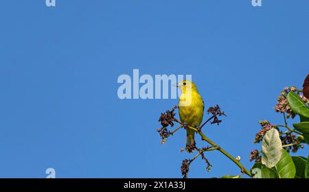 Koyna Wildlife Sanctuary, Satara, Maharashtra, Indien. Gemeinsame Iora, männlich, Aegithina tiphia Stockfoto