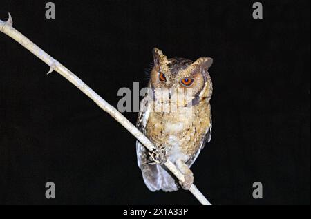 Koyna Wildlife Sanctuary, Satara, Maharashtra, Indien. Indian Scops Eulen, Otus bakkamoena Stockfoto