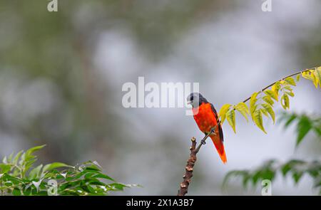 Mahananda Wild Life Sanctuary, Bezirk Darjeeling in West Bengalen, Indien. Scharlach Minivet, Pericrocotus flammeus Stockfoto