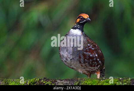 Senchal Wildlife Sanctuary, Darjeeling District, West Bengalen, Indien.Hill Partridge, Männlich, Arborophila torqueola Stockfoto