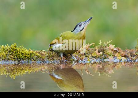 Sattal, Uttarakhand, Indien. Grauspecht, Weibchen, Picus canus Stockfoto