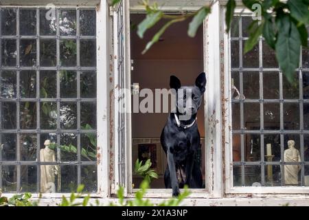 Hund in einem Hausfenster, der rausschaut Stockfoto
