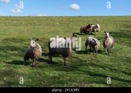 Blue hat Leicester Schafe auf einem Feld gegenübergestellt Stockfoto