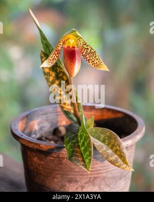 Nahaufnahme vertikale Ansicht der Topf Dame Slipper Orchideenart paphiopedilum sukhakulii mit violetter roter und grüner Blume isoliert auf natürlichem Hintergrund Stockfoto