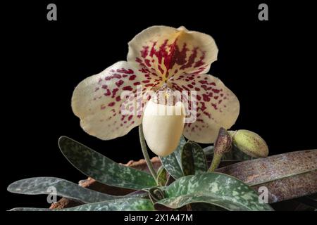 Nahaufnahme der cremeweißen und lila roten Blume der Hausfrau Orchidee paphiopedilum godefroyae var leucochilum isoliert auf schwarzem Hintergrund Stockfoto