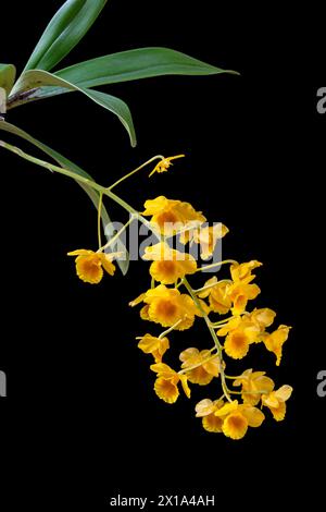 Nahaufnahme der vertikalen Ansicht der epiphytischen Orchideenart dendrobium chrysotoxum, die mit gelb-orangen Blütensträngen isoliert auf schwarzem Hintergrund blüht Stockfoto