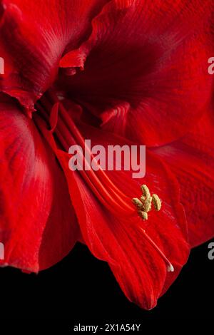 Rote winterweihnachtsblume amaryllis Merry Christmas Closeup Stockfoto