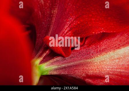 Rote winterweihnachtsblume amaryllis Merry Christmas Closeup Stockfoto