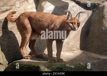 Karakal-Wildkatze isoliert Stockfoto