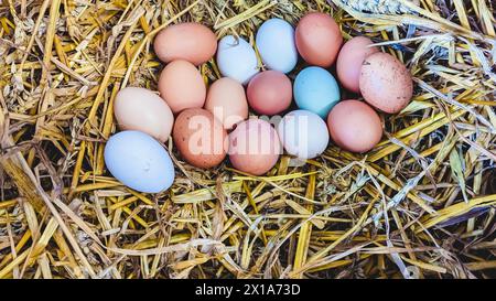 Eine große Kupplung Eier auf Strohhalm auf einem Bauernhof. Stockfoto