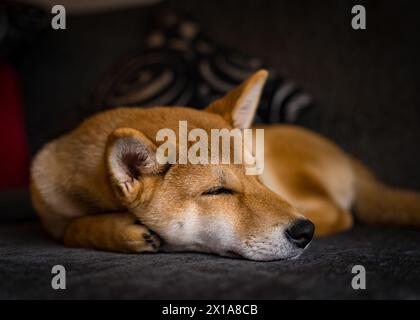 Shiba schläft auf Sofa Stockfoto