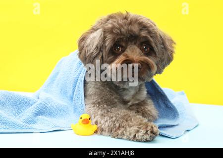 Niedlicher Maltipoo Hund in Handtuch und Badeente auf gelbem Hintergrund gewickelt. Schönes Haustier Stockfoto