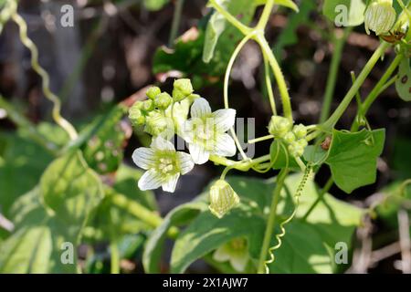 , Rotfrüchtige Zaunrübe Zaunrübe, Rot-Zaunrübe, Zweihäusige Zaunrübe, Zaunrübe Rotbeerige, Rote Zaunrübe, Bryonia dioica, Bryonia cretica Subsp dioica Stockfoto