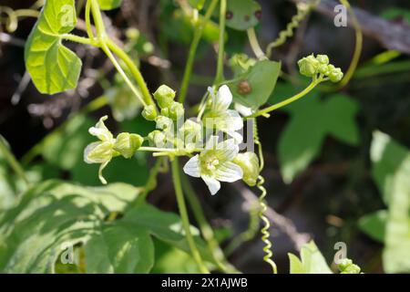 , Rotfrüchtige Zaunrübe Zaunrübe, Rot-Zaunrübe, Zweihäusige Zaunrübe, Zaunrübe Rotbeerige, Rote Zaunrübe, Bryonia dioica, Bryonia cretica Subsp dioica Stockfoto