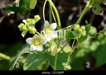 , Rotfrüchtige Zaunrübe Zaunrübe, Rot-Zaunrübe, Zweihäusige Zaunrübe, Zaunrübe Rotbeerige, Rote Zaunrübe, Bryonia dioica, Bryonia cretica Subsp dioica Stockfoto