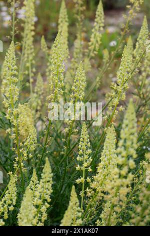 Gelbe Resede, Gelber Wau, Gelbe Rauke, Ruderal-Resede, Wilde Resede, Wilder Wau, Reseda lutea, Wilde Mignonette, gelbe Mignonette, Le Réséda jaune, le Stockfoto