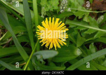 Taraxacum officinale, oder gewöhnlicher Löwenzahn, Blume und Blätter, detailliertes Foto, Frühling, volle Blüte, einzelne Blüte, zentriert im Querformat Stockfoto