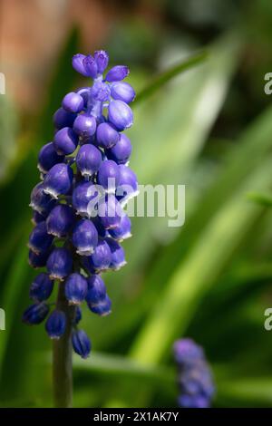 Traubenhyazinthe (Muscari armeniacum) vor einem weichen Hintergrund aus grünen Blättern ist diese blaue Traube wie blühende Pflanze ein beliebter Garten in Großbritannien Stockfoto