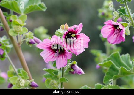 Baumförmige Strauchpappel, Strauchpappel, Baummalve, Baum-Malve, Buschmalve, Busch-Malve, Malva arborea, Lavatera arborea, Baummalve, La Mauve Royal Stockfoto