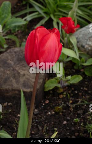 Einzelne rote Frühlingstulpe im Garten mit Felsen, Boden und zusätzlicher grüner Bepflanzung dahinter mit Kopierraum und im Hochformat Stockfoto