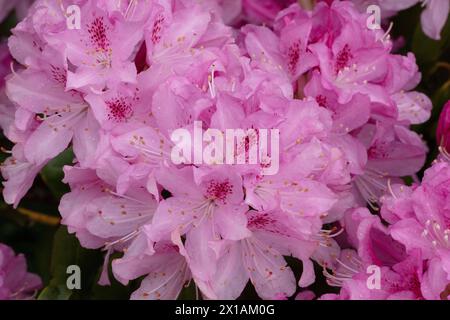 Detaillierte Nahaufnahme von Blumenhaufen aus dem rosafarbenen blühenden Garten Azalea, Teil der Rhododendron-Familie im Frühling, Landschaftsformat Stockfoto