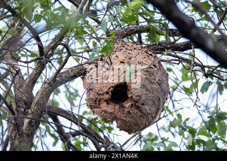 Asiatisches Wespennest, Vespa velutina in einem Baum. Spanien. Stockfoto