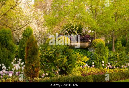 Eine Urne aus Stein mit Heuchera, Tulipa und Phormium tenax - Gemeiner Leinenlilie umgeben von Fatsia japonica und Cedar Topiary in Avenue Gardens in Re Stockfoto