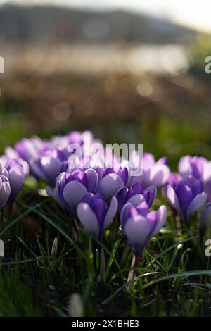 lila Blüten im Garten Stockfoto