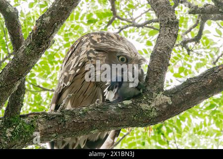 Uhu, Ketupa Ketupu, einzelner Erwachsener, der auf einem Baum auf Beutefütterung sitzt, Pasir RIS Park, Singapur Stockfoto