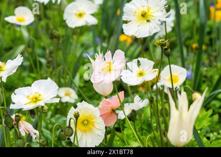 Frühlingsblumen, Tulpen, Mohnblumen, Narzissen, die in einem Garten auf einer Blumenwiese wachsen. Stockfoto