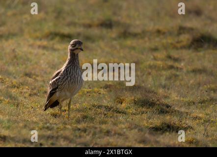 Steinbrach in der frühen Morgensonne, Weeting Heide, Norfolk Stockfoto