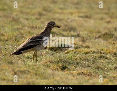 Steinbrach in der frühen Morgensonne, Weeting Heide, Norfolk Stockfoto