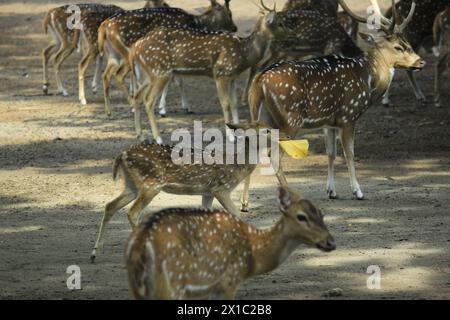 Ein geflecktes Hirschkalb (Achsenachse) knabbert an trockenen Blättern unter einer Herde erwachsener Hirsche. Stockfoto
