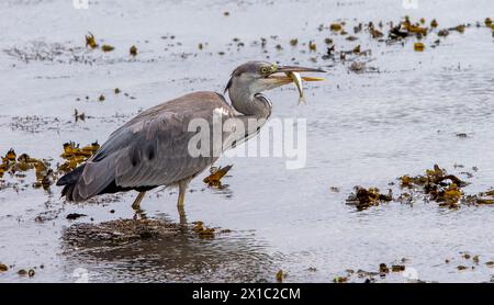 Junger Graureiher Ardea cinerea bei unreifem Gefieder in flacher Lagune mit Fisch im Schnabel. Stockfoto