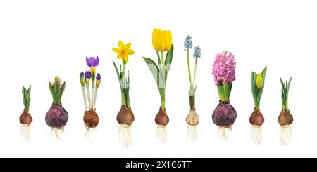 Wachstumsstadien von Tulpe, Hyazinthe, blauer Traube, Krokus und Narzisse von Blumenzwiebeln bis zur blühenden Blüte, isoliert auf weißem Hintergrund Stockfoto