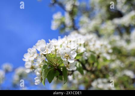 Natur 08.04.2024, Ostramondra, Blueten vom Birnbaum *** Natur 08 04 2024, Ostramondra, Blüten vom Birnbaum Stockfoto