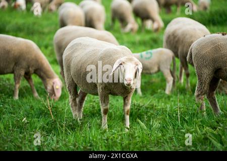 Augsburg, Bayern, Deutschland - 13. April 2024: Schafherde auf der Weide. Schafe, die Gras auf einer Wiese fressen *** Schafherde auf der Weide. Schafe beim fressen von Gras auf einer Wiese Stockfoto