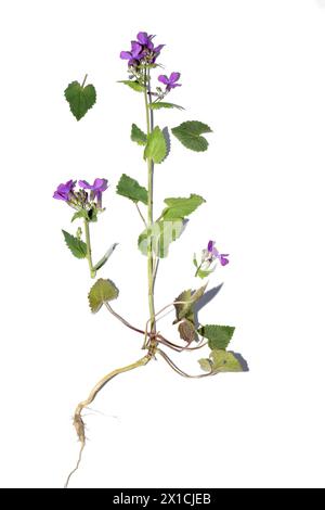 Herbarium. Lunaria Jahresblume, lila Blüten, Stamm- und Wurzelsystem. Stockfoto
