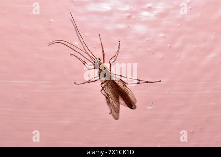 Ein Insekt namens Yellow Ophion oder gelbes Ichneumon parasitiert die Raupen verschiedener Schmetterlinge. Stockfoto