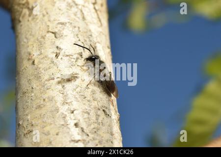 Eine Erdbiene, auch Chelostoma florisomne genannt, sitzt auf einem Birkenstamm. Stockfoto